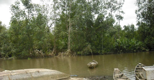 Les mangroves en danger au Cameroun